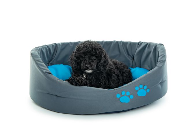 Dog lying on a large grey bed with blue cushion