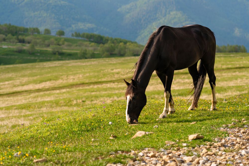 Horse grazing on grassy hillside.