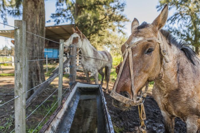 Horses drinking water in long drinker on barnyard
