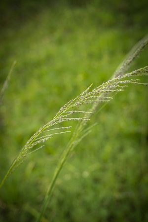 the delicate beauty of a grass flower, showcasing its slender, feathery petals and intricate structure
