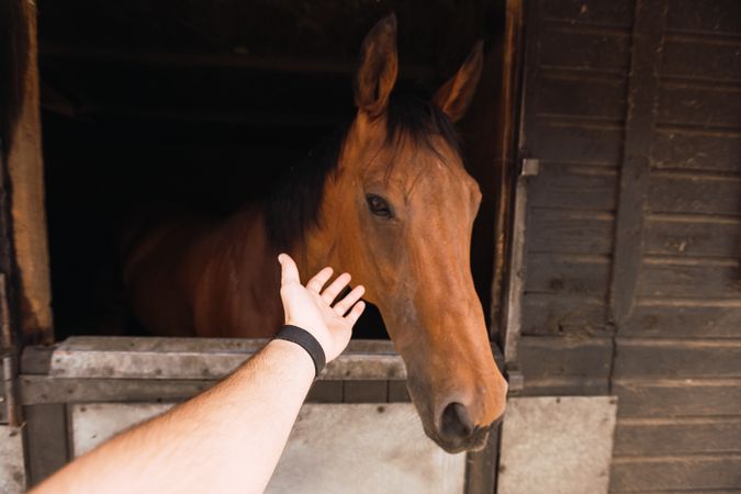 Person petting chestnut horse in wooden stable