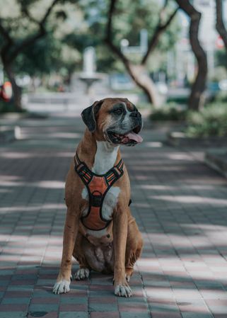 Playful dog spending time in street