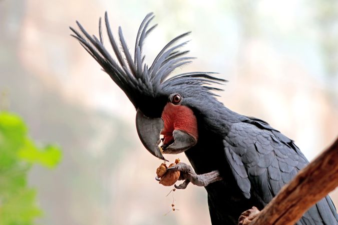 Dark cockatoo parrot eating on brown tree branch
