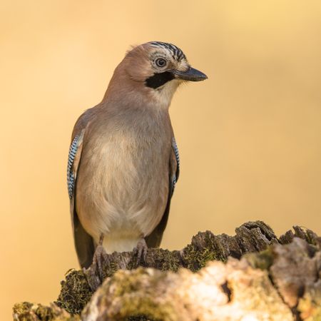 Wonderful bird on wooden twig