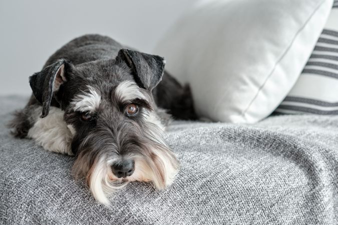 Tired fluffy Miniature Schnauzer on soft blanket