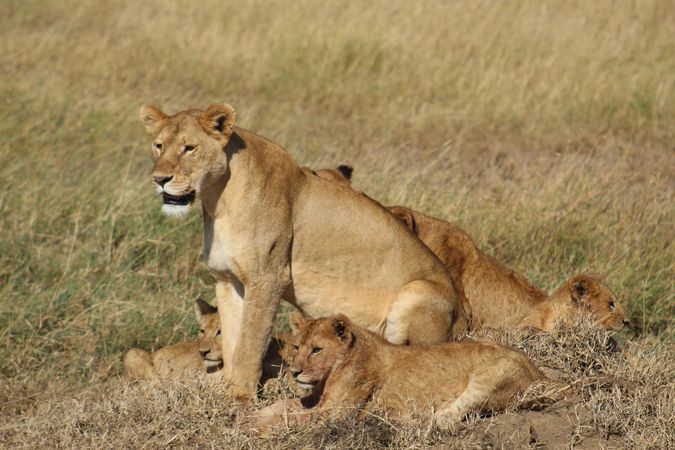 Lioness and offspring on yellow grass