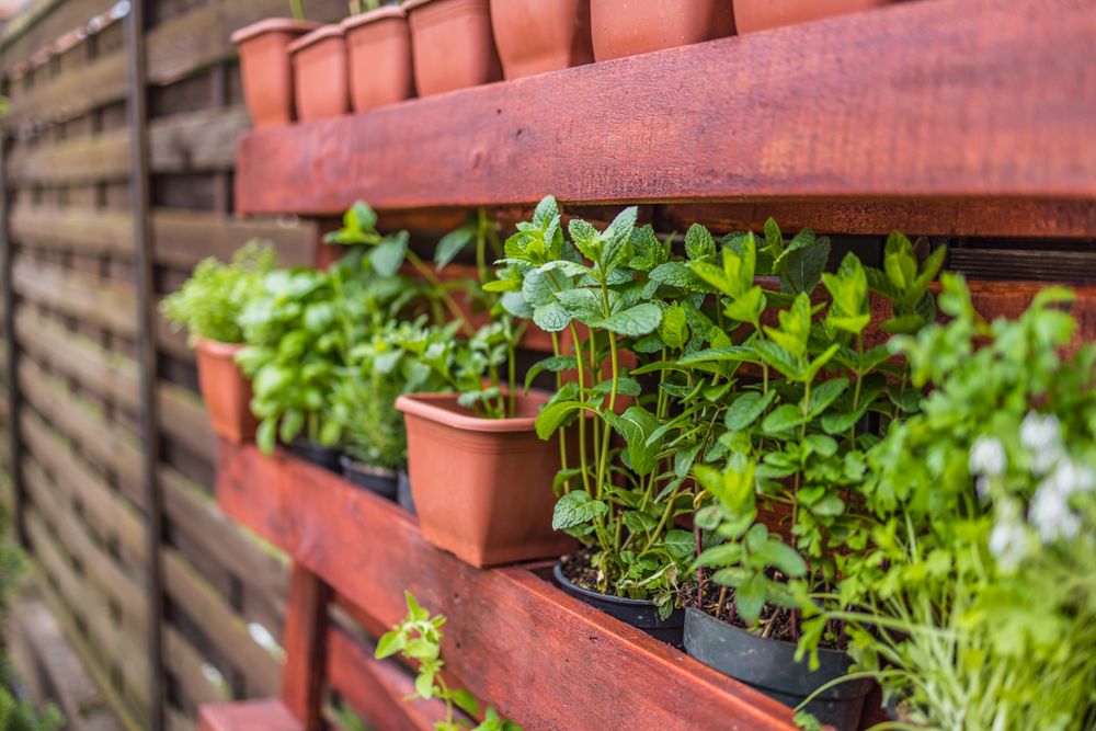 Wooden shelves of terra-cotta pots of plants and herbs on shelf