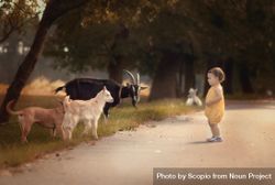 Toddler standing beside goats outdoor 4mGMB0