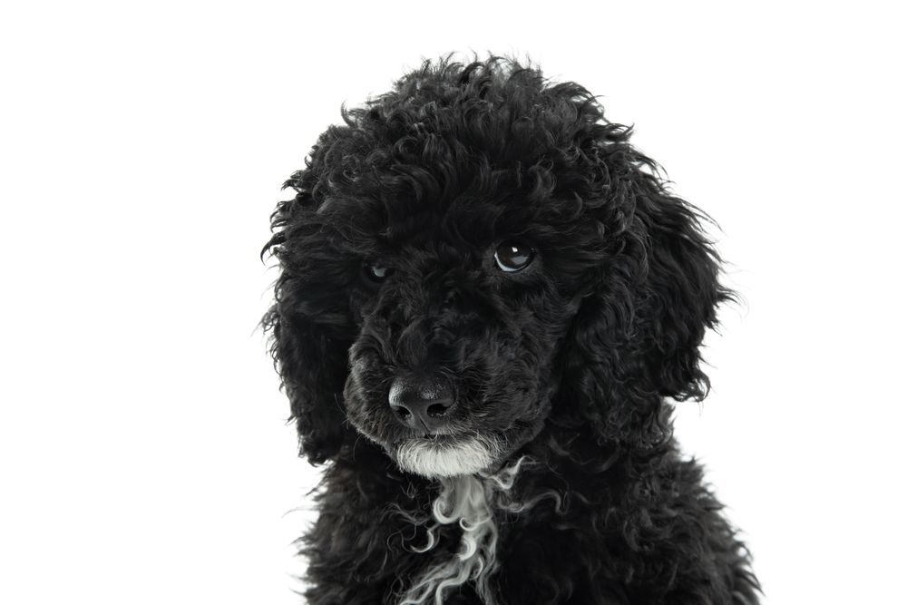 Portrait of cute dog