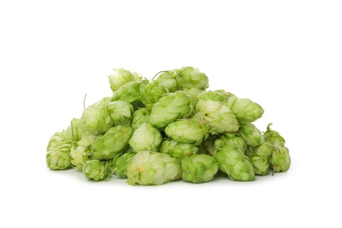 Fresh green hop isolated on light background