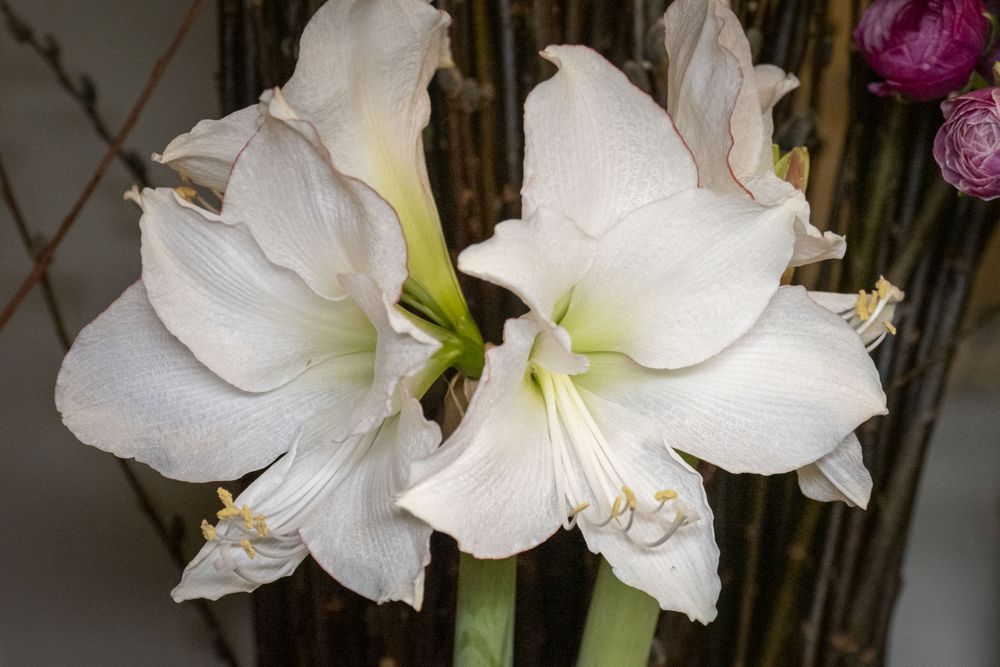 Copake, New York - May 19, 2022: Flowing light flowers in shop
