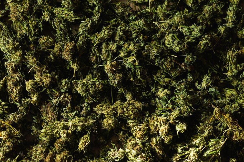 Background of green marijuana buds