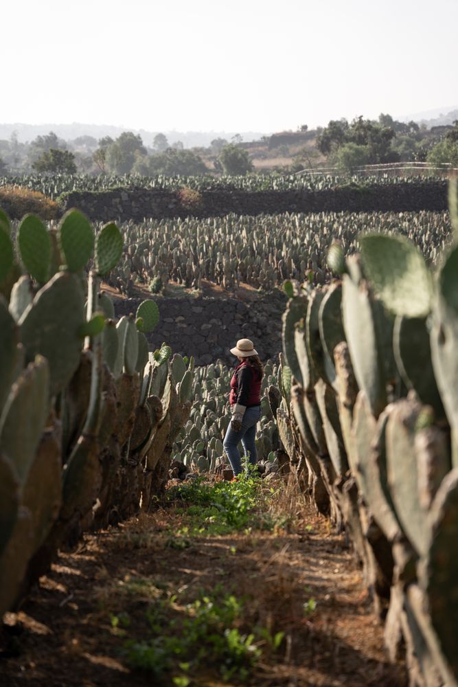 A woman farmer wearing a hat is taking a break while working during the nopal harvest
