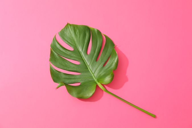 Green monstera on pink background, space for text