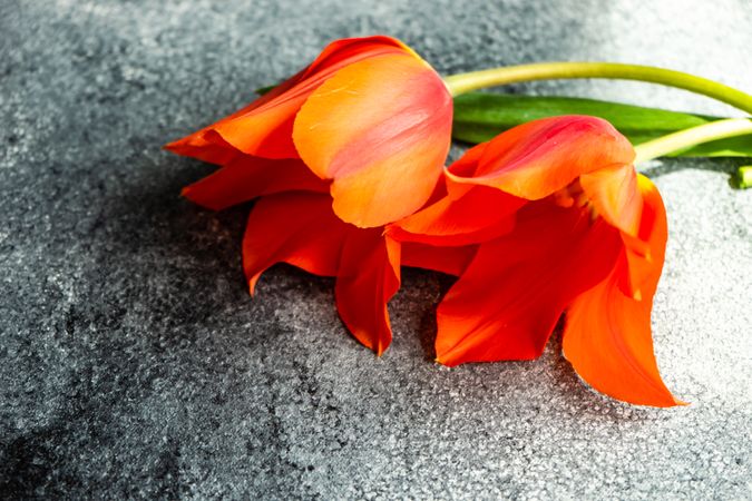 Orange tulip flowers on concrete counter