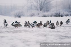 Flock of mallard ducks on snow covered ground 48nNv0