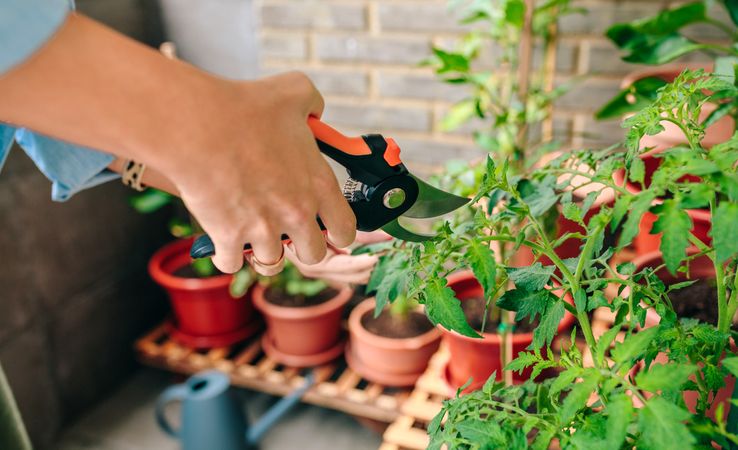 Female gardener hand holding pruning shear to trim plant leaves of urban garden on terrace
