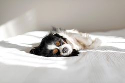 Cavalier spaniel lying on his side with eyes closed light sheets