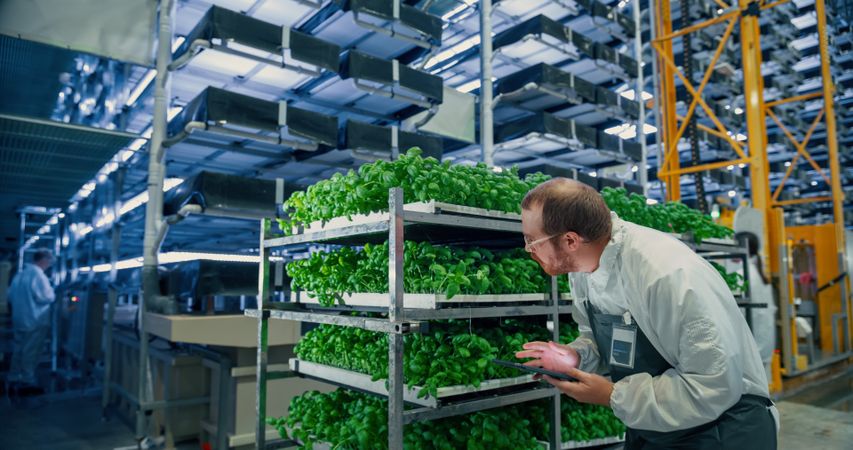Male Biologist Analyzing Fresh Basil Produce at a Modern Vertical Farm Facility. Agricultural Engineer Working on a Tablet Computer, Improving and Optimizing Scientific Systems and Technologies