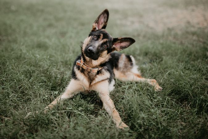 brown german shepherd sitting on grass at park
