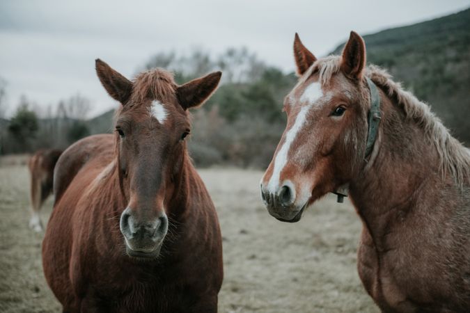 Funny horses on meadow
