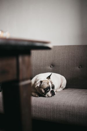 Adult tired dog lying on sofa at home
