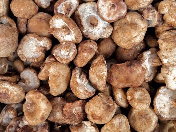 Loose fresh mushrooms for sale at market