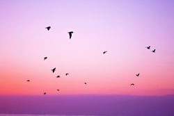 Silhouette of birds flying under pink sky during sunset