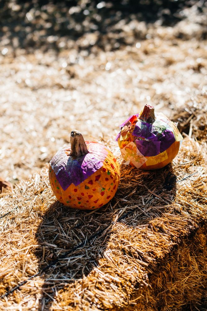 Small pumpkins in dry hay in yard