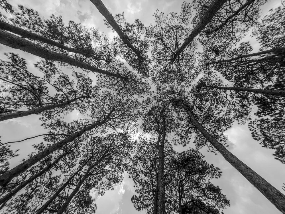 Grayscale worm view photo of tall trees under cloudy sky