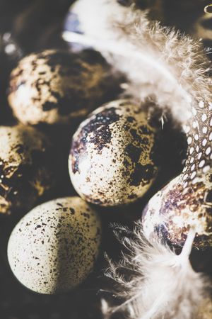 Quail eggs with feather in basket, close up