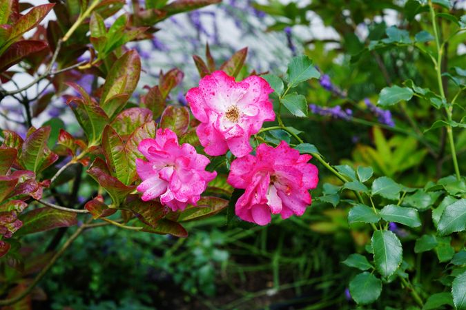 Various flowers growing in garden