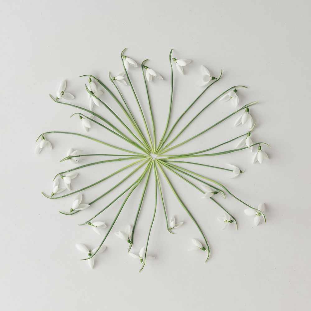 Circle of snowdrop flowers on bright background