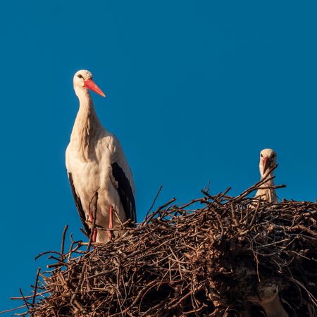 Storks are sitting in a newly made nest. Strasbourg. France.
