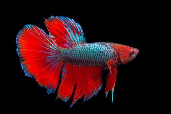 Red Blue Betta Fish