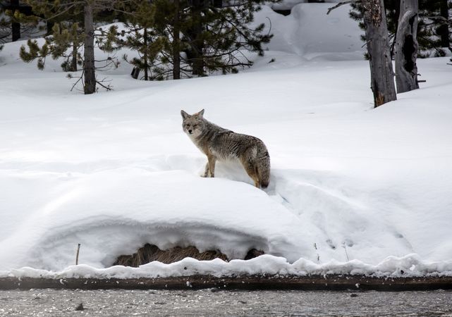 Coyote in the snow at Yellowstone National Park