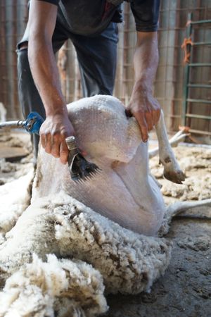 Crop man shearing sheep in barn