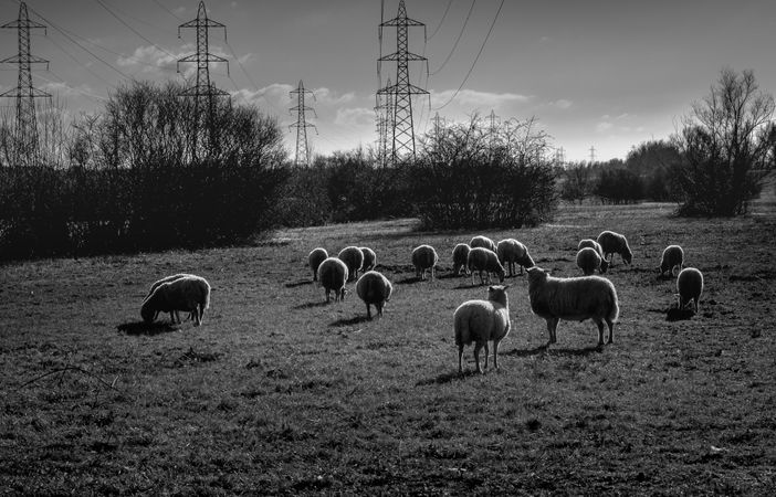 Monochrome shot of sheep grazing