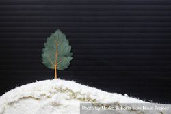 Leaf making a pine tree winter scene 5Qy795
