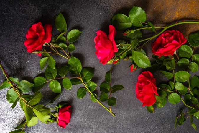 Fresh red roses scattered on dark marble counter