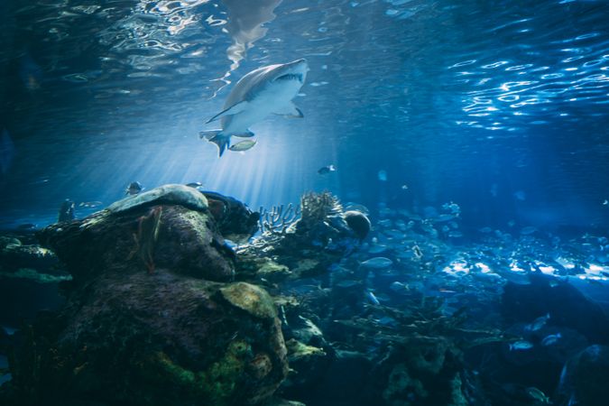 Underwater shot of sea animals