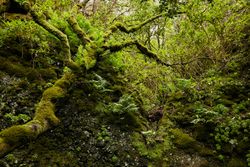 Lush green vegetation of tropical woods
