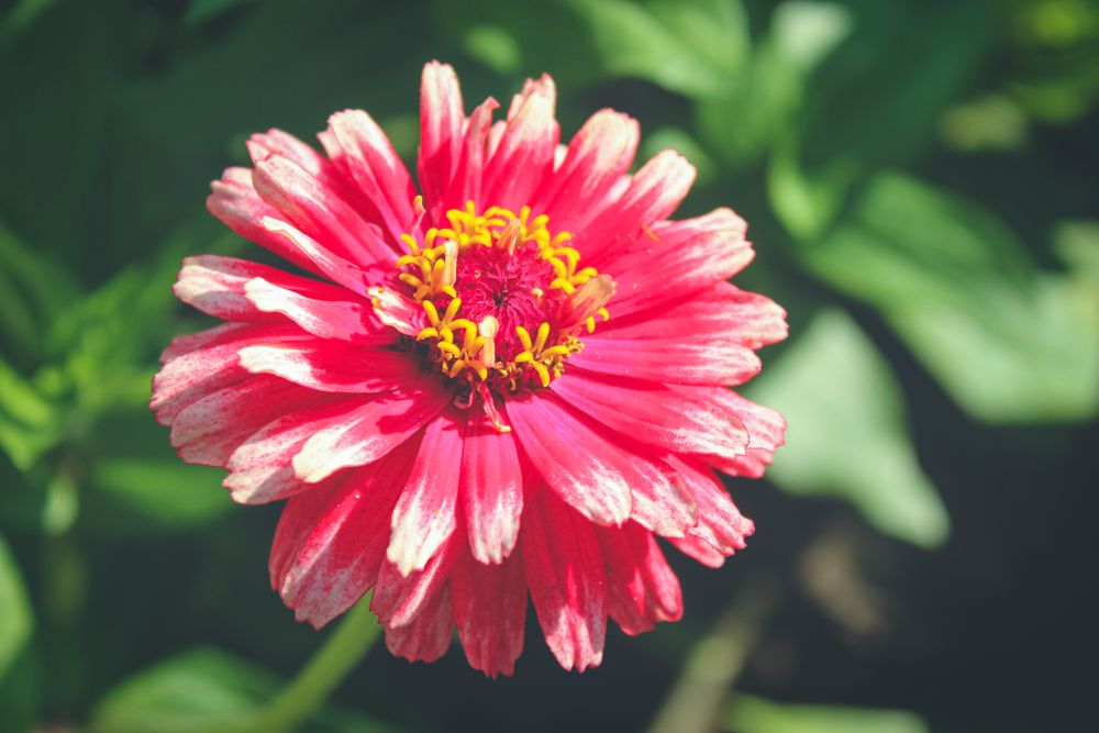 Red flower with green leaves. Dahlia flower in summer day.