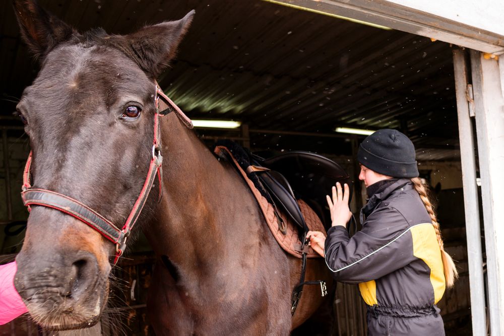 Close-up of saddle adjustment on horse