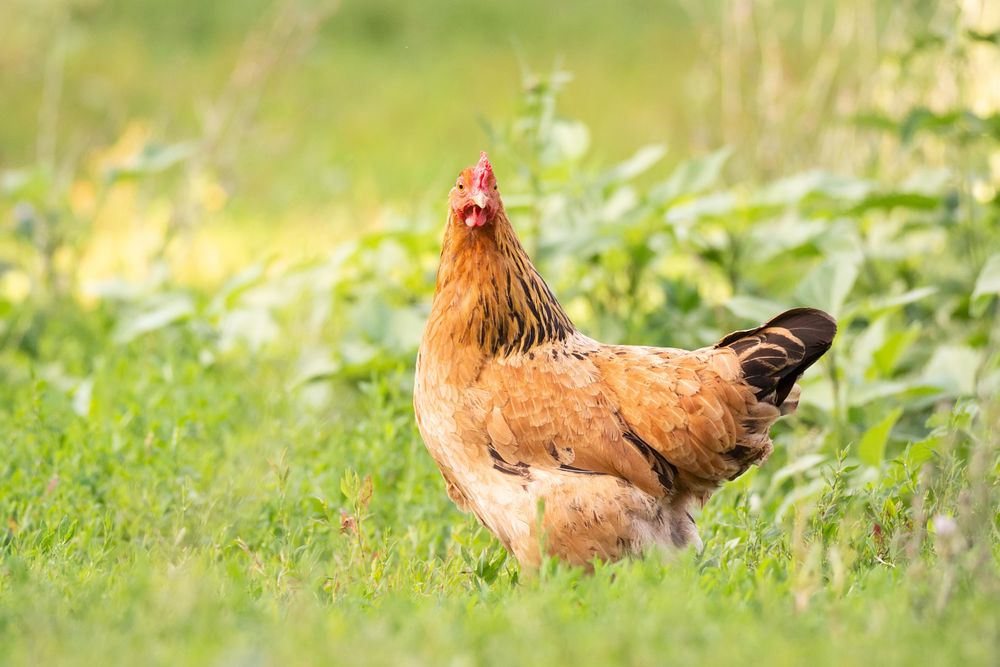 Brown hen on green grass field