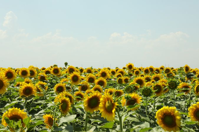 Field of beautiful sunflowers against sky. Summer nature