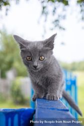 Korat cat walking on blue fence 0LpRX0
