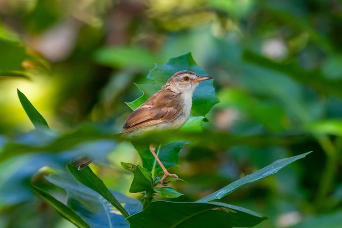 Bird Standing On Leaf