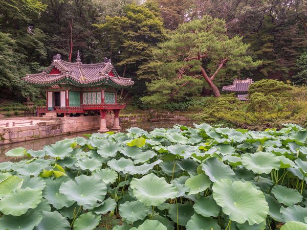 Pond with water lilies in amazing park