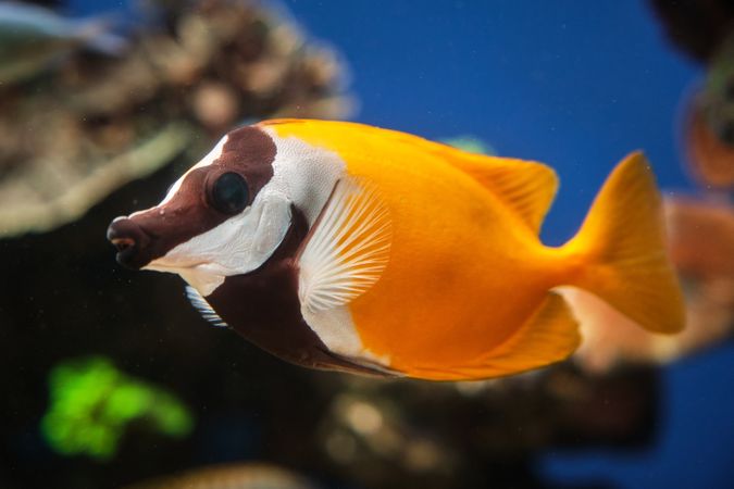 Rabbitfish with bright body swimming in aquarium